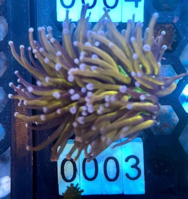 0003
