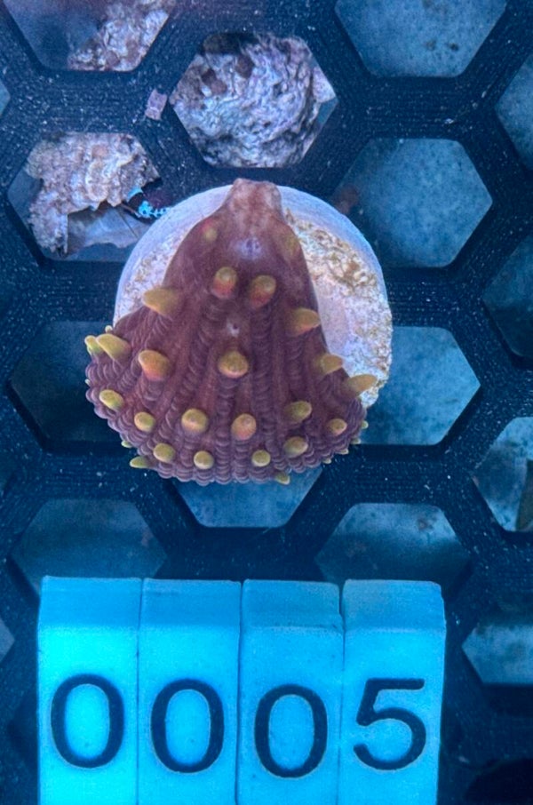 0005
