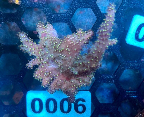 0006