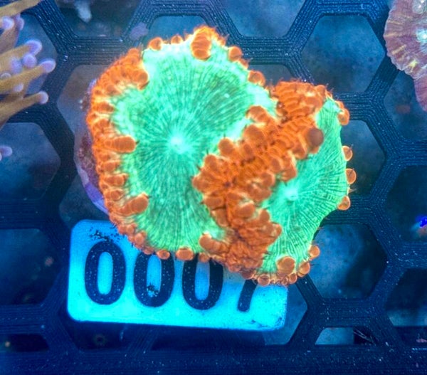 0007