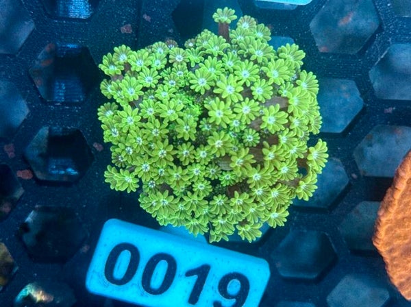 0019