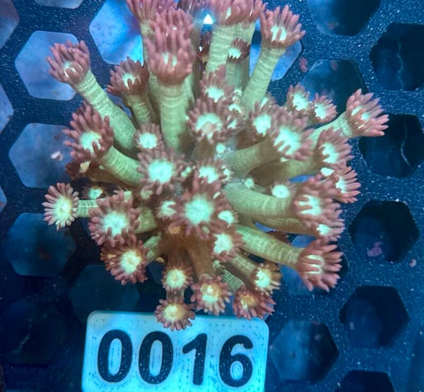 0016