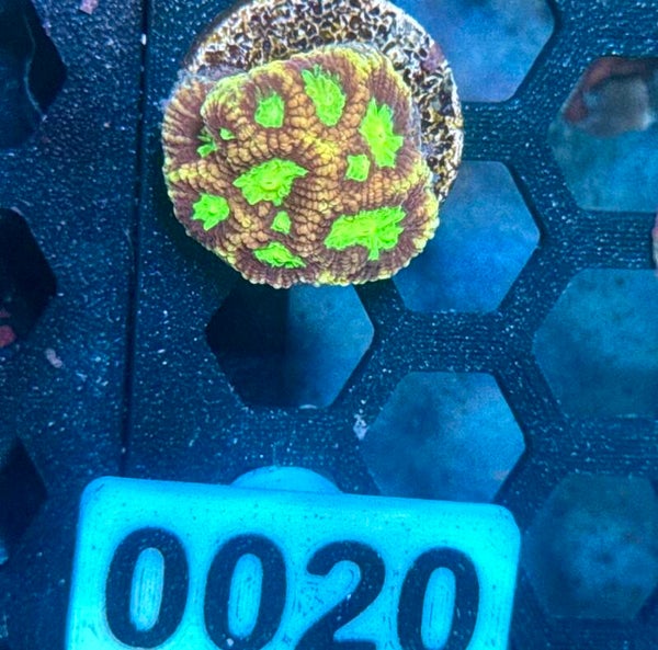 0020