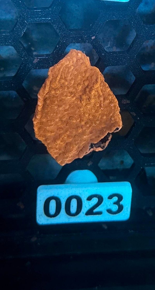 0023