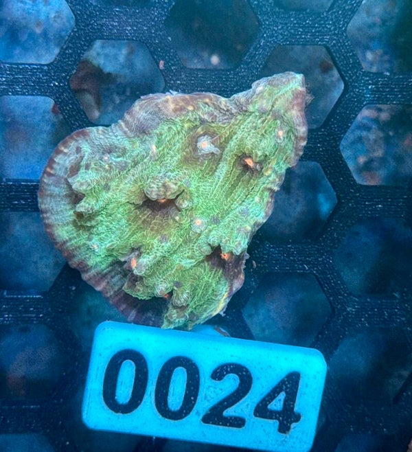 0024