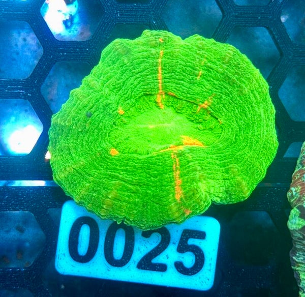 0025