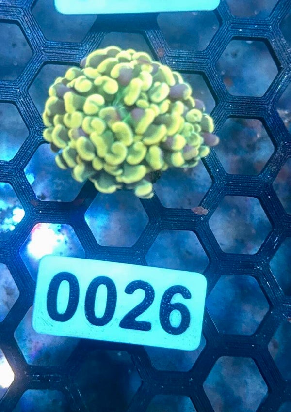 0026