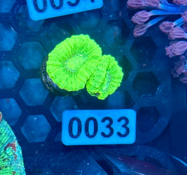 0033