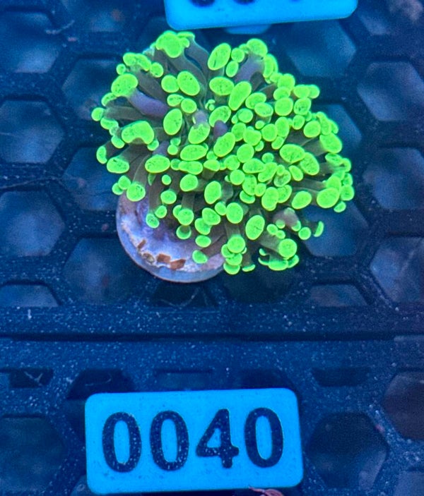 0040