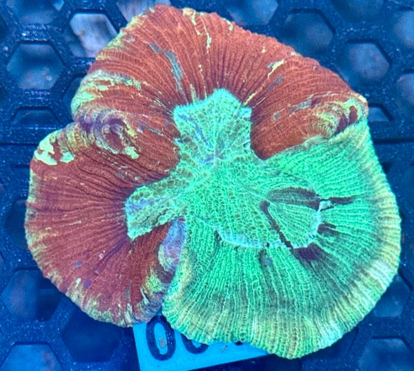 0043
