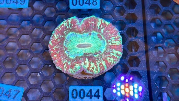 0044-pattysreef_2026