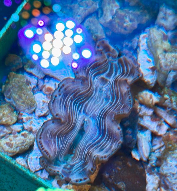 Tridacna maxima pacific blue WYSIWYG