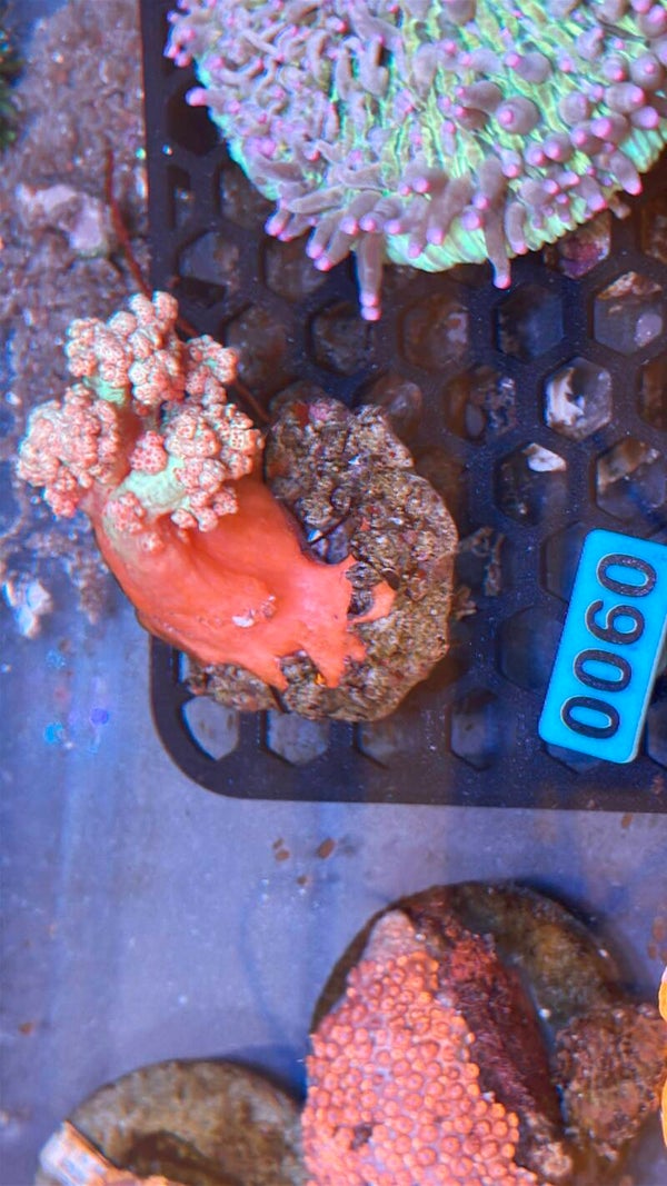 0060