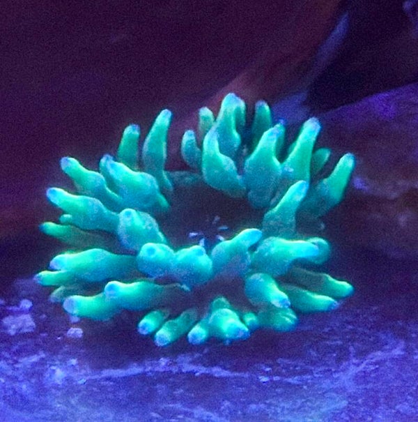 grüne Mini Anemone