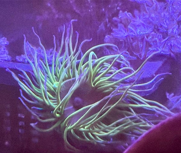 Anemonia viridis – Wachsrose
