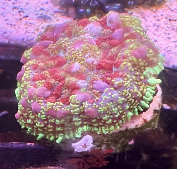 Rhodactis WYSIWYG