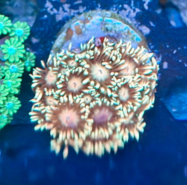 Goniopora WYSIWYG