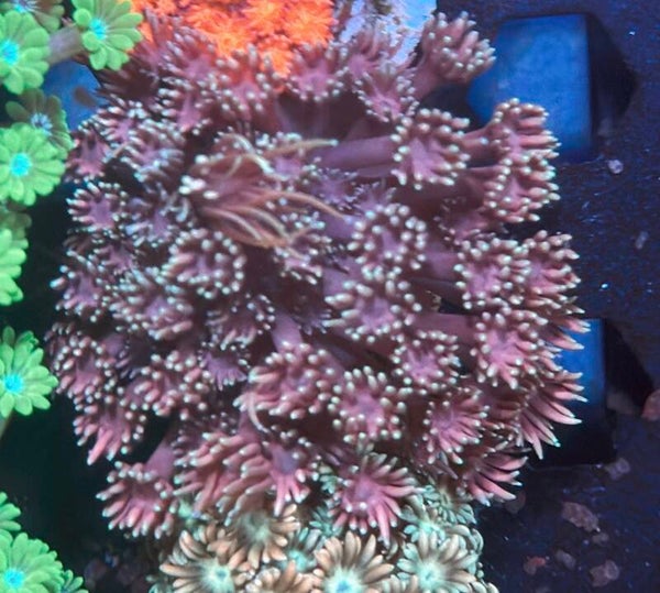 Goniopora WYSIWYG