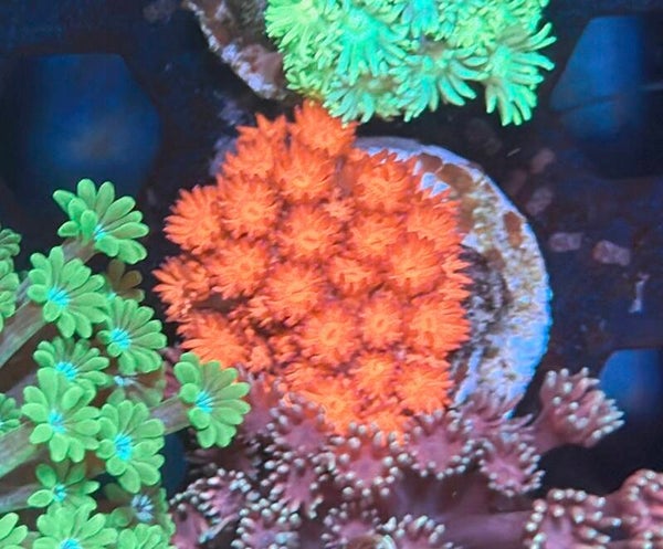 Goniopora WYSIWYG