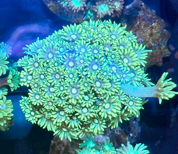 Goniopora WYSIWYG