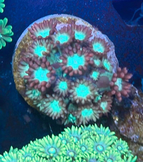 Goniopora WYSIWYG