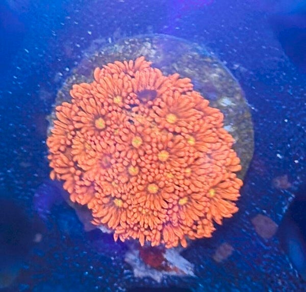 Goniopora WYSIWYG