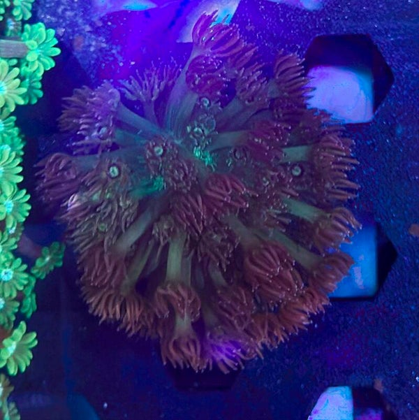 Goniopora WYSIWYG