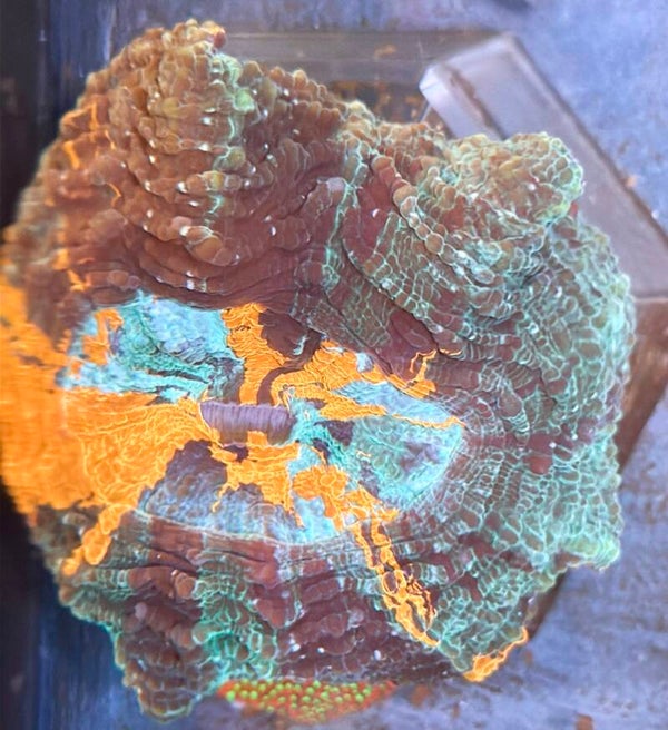 Acanthaphyllia Vulkano WYSIWYG