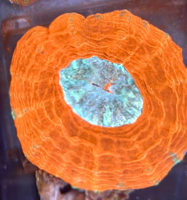 Acanthaphyllia red blue WYSIWYG