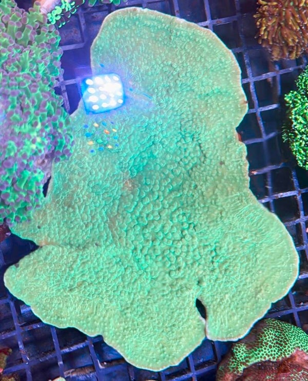 Montipora Green WYSIWYG