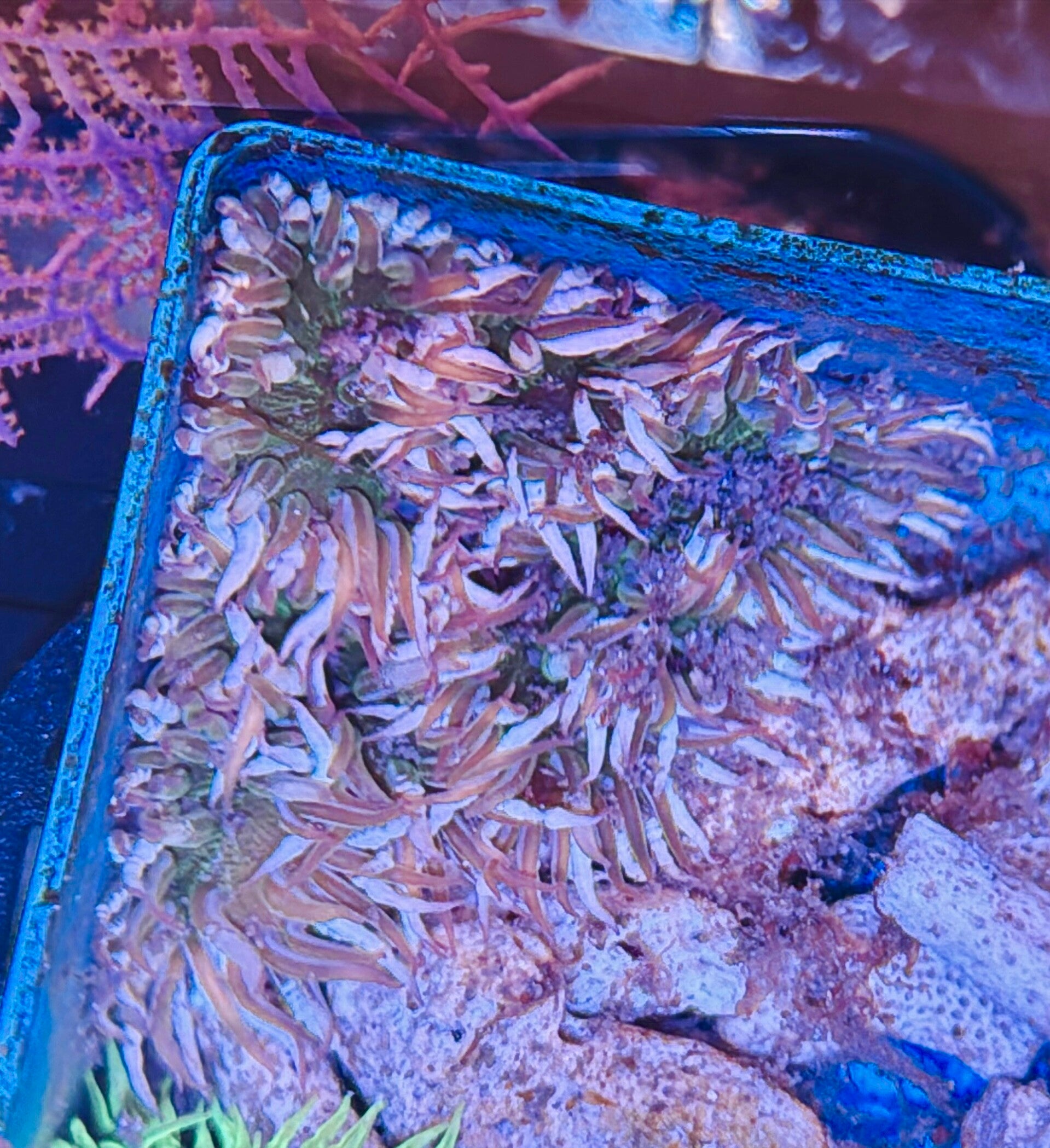 Phymanthus crucifer - Rockflower WYSIWYG