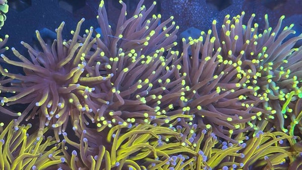 Euphyllia Glabrescens Black Torch