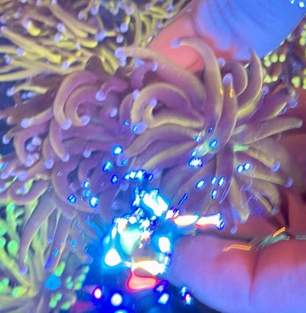 Euphyllia Glabrescens New York Knicks
