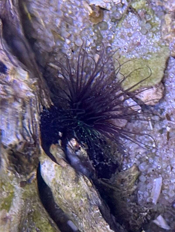 Zylinderrose - Cerianthus Filiformis - black/green WYSIWYG