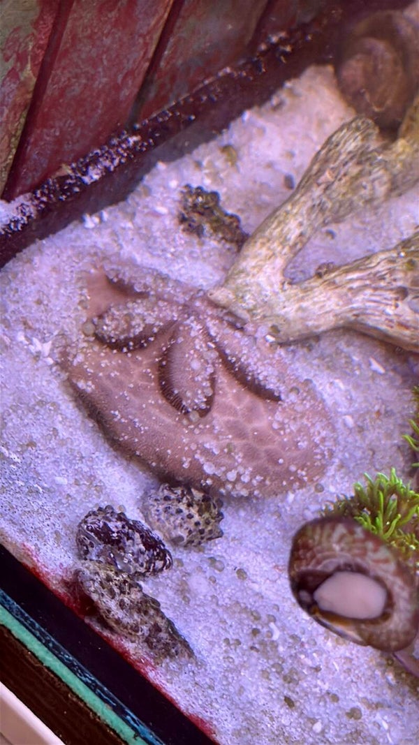 Clypeaster humilis - großer Sanddollar