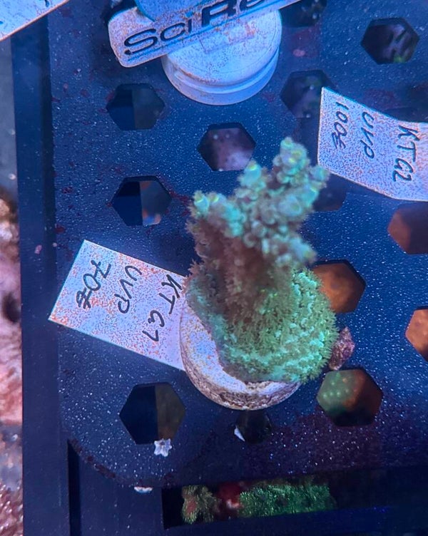 Sci reef KT G1 WYSIWYG