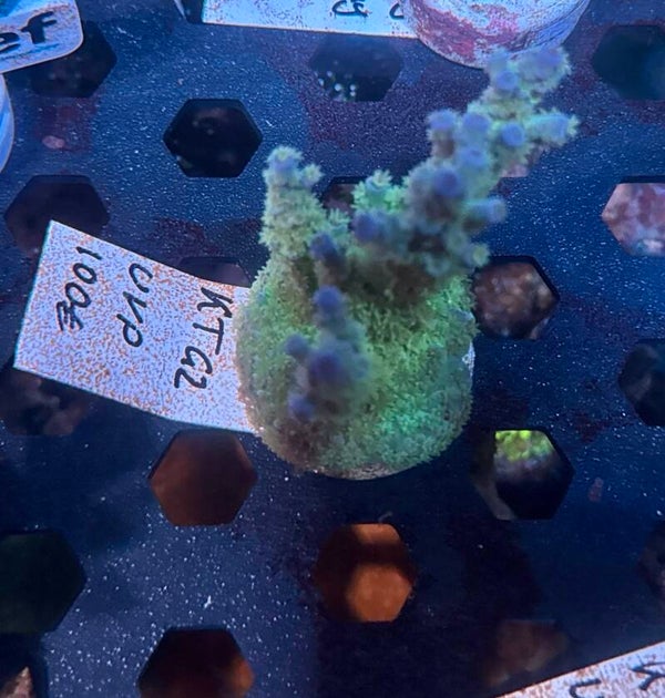 Sci reef KT G2 WYSIWYG