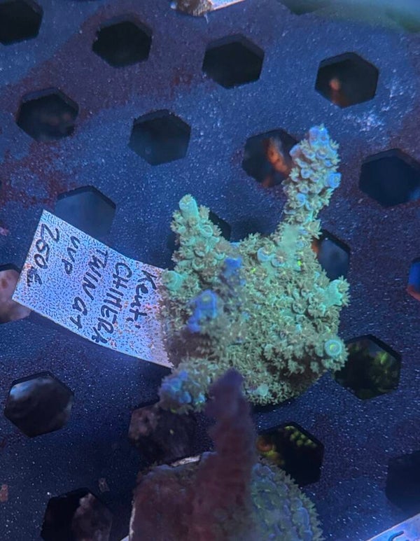 Sci reef Kenti Chimera Twin G1 WYSIWYG