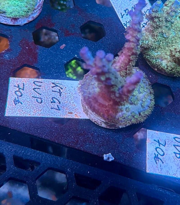Sci reef KT G1 WYSIWYG