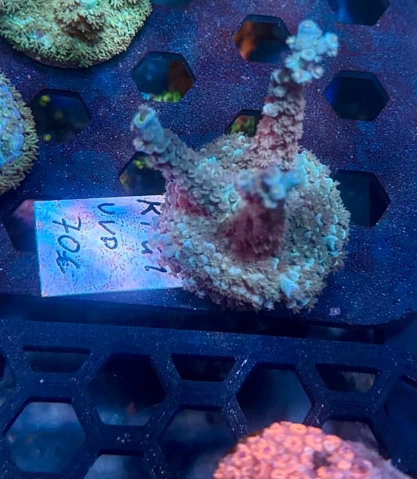 Sci reef KT G1 WYSIWYG