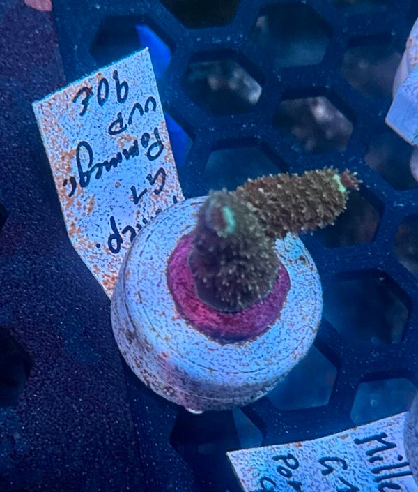 Sci reef Millepora G1 Pommergr WYSIWYG