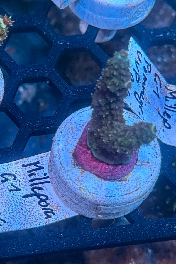 Sci reef Millepora G1 Pommergr WYSIWYG
