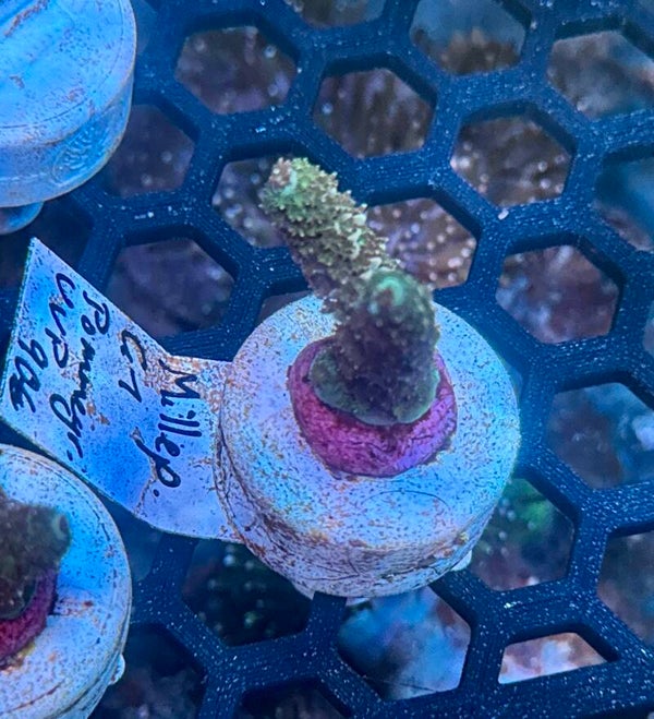 Sci reef Millepora G1 Pommergr WYSIWYG