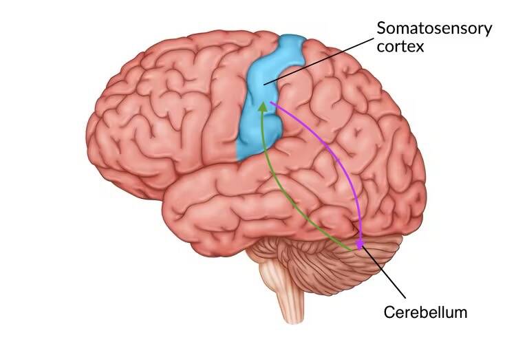 A diagram of the brain showing the somatosensory cortex in blue. A purple arrow represents information going toward the cerebellum and a green arrow shows information going back to the somatosensory cortex.