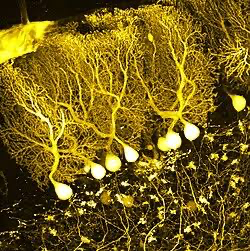 Purkinje neurons are a major cell type in the cerebellum. Their fan-shape allows them to connect with many other Purkinje cells and other neurons in the cerebellum and other parts of the brain.