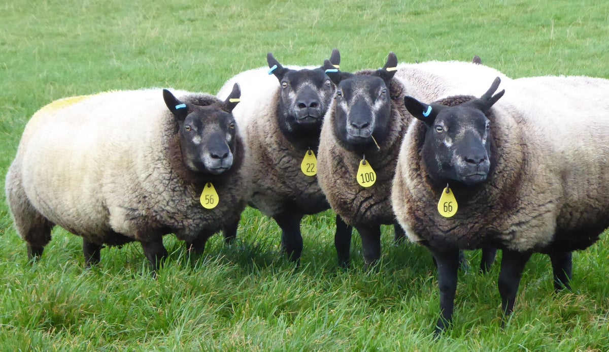 Our Flock | Millside Farm