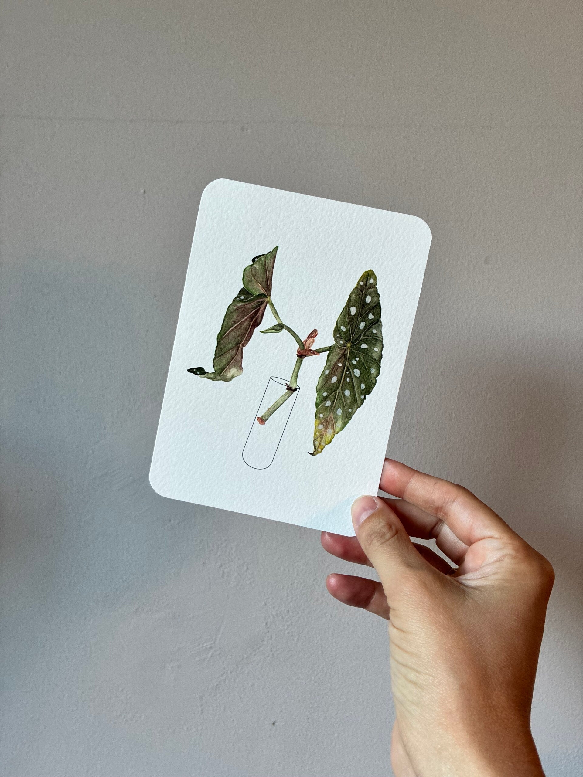 Ansichtkaart - Begonia Laboratoria