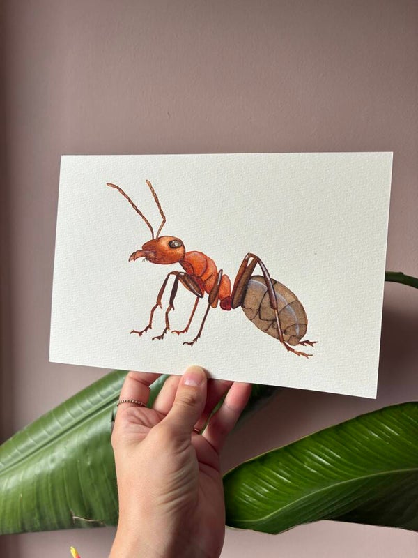 Originele Aquarel Mier 🐜