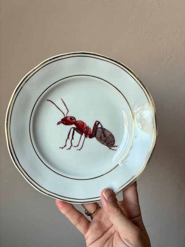 Wandbordje Mier 🐜