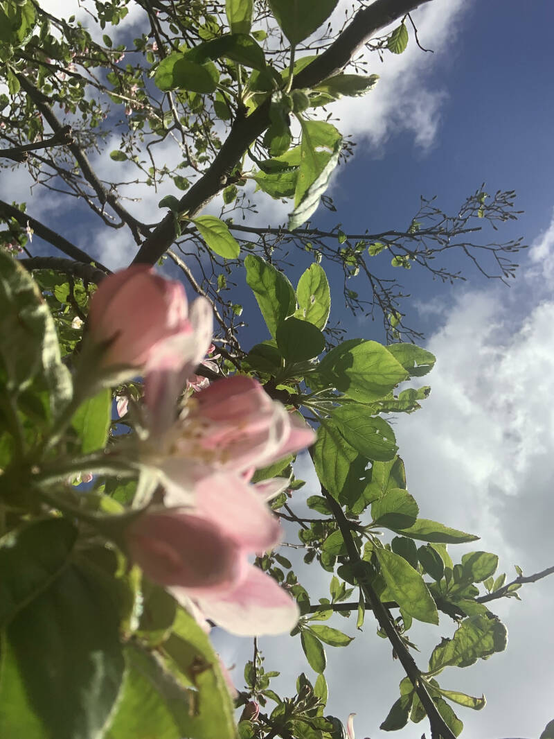 Bloemen, Strandrijden Terschelling, moonspirit, bewust van jezelf, natuur 
